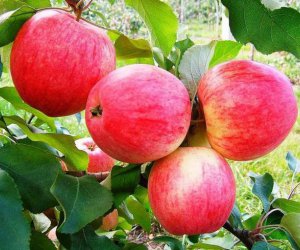 ������ ���: ������� �����������