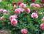 ���� ������ ������ ������? ������� �������